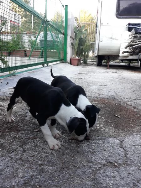 cuccioli amstaff black  white a bari in puglia | Foto 0