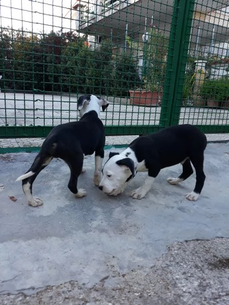 cuccioli amstaff con pedigree  allevamento amstaff puglia