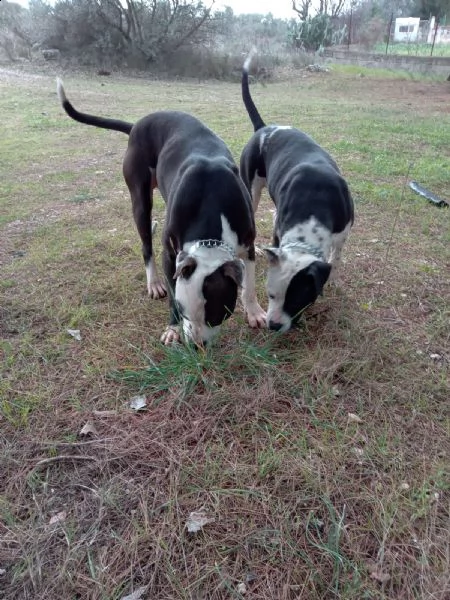 cuccioli amstaff con pedigree  allevamento amstaff puglia | Foto 6