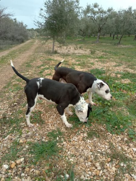 cuccioli amstaff con pedigree  allevamento amstaff puglia | Foto 5
