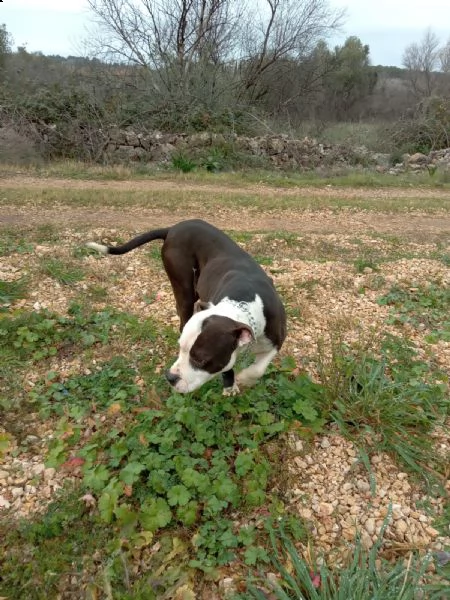 cuccioli amstaff con pedigree  allevamento amstaff puglia | Foto 4