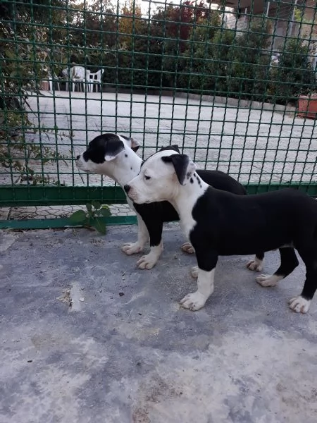 cuccioli amstaff con pedigree  allevamento amstaff puglia | Foto 3