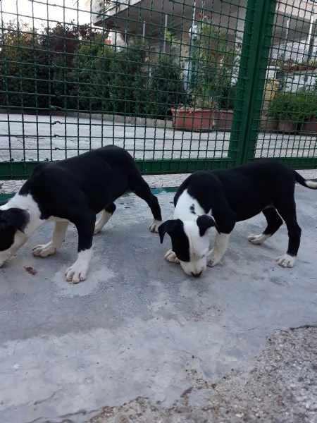 cuccioli amstaff con pedigree  allevamento amstaff puglia | Foto 2