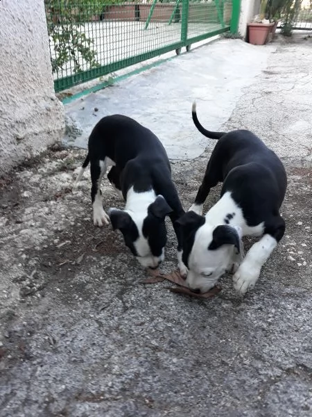 cuccioli amstaff con pedigree  allevamento amstaff puglia | Foto 1