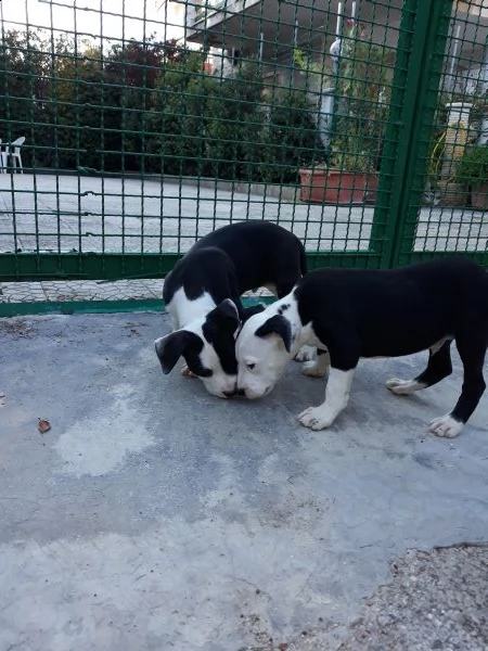 cuccioli amstaff con pedigree  allevamento amstaff puglia | Foto 0