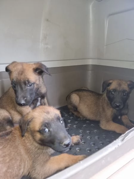 Allevamento Pastore Belga Malinois con pedigree in Calabria | Foto 4