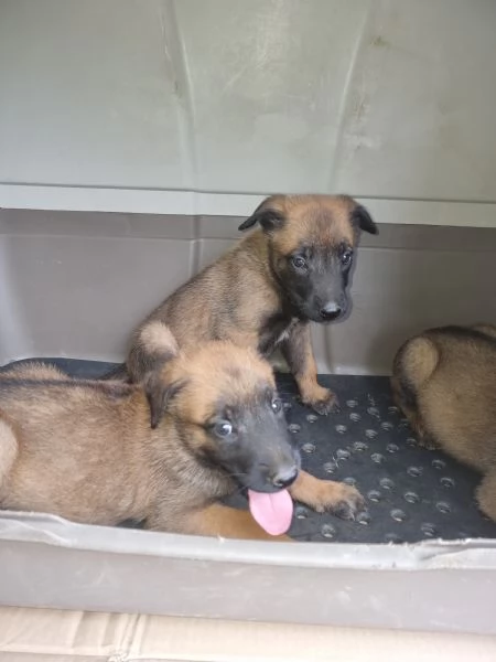 Allevamento Pastore Belga Malinois con pedigree in Calabria | Foto 3