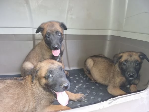 Allevamento Pastore Belga Malinois con pedigree in Calabria | Foto 2