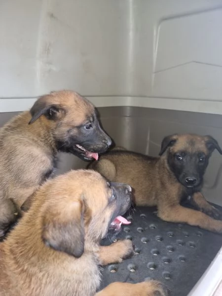 Allevamento Pastore Belga Malinois con pedigree in Calabria | Foto 1