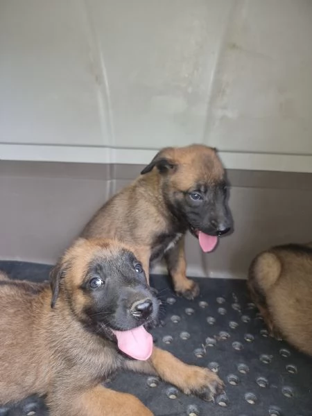 Allevamento Pastore Belga Malinois con pedigree in Calabria