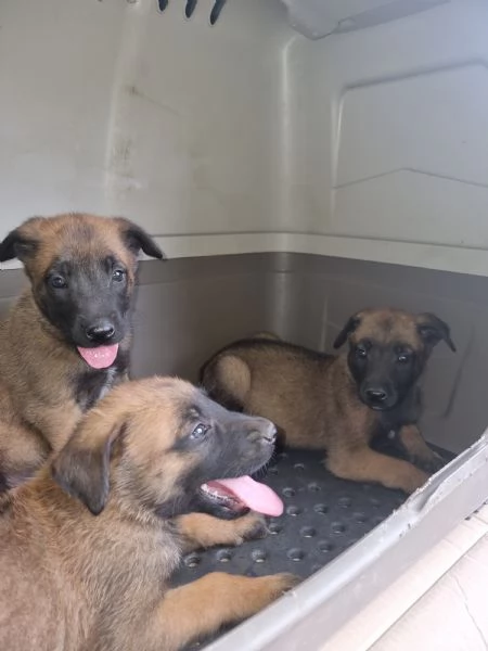 Allevamento Pastore Belga Malinois con pedigree in Calabria | Foto 0