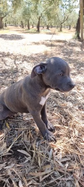 Allevamento Amstaff Blu Italia Cuccioli Bari Lecce Taranto Brindisi Foggia | Foto 3