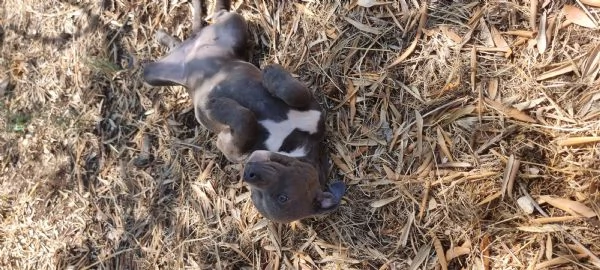Allevamento Amstaff Blu Italia Cuccioli Bari Lecce Taranto Brindisi Foggia | Foto 2