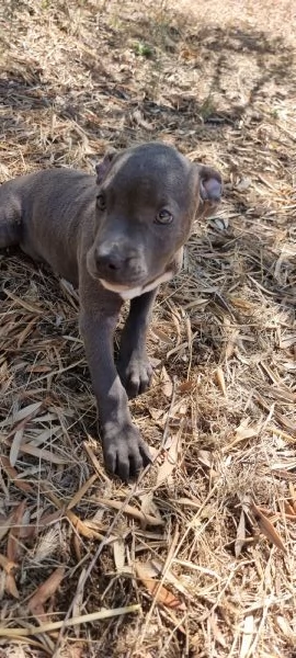 Allevamento Amstaff Blu Italia Cuccioli Bari Lecce Taranto Brindisi Foggia | Foto 1