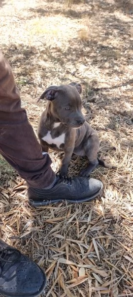 Allevamento Amstaff Blu Italia Cuccioli Bari Lecce Taranto Brindisi Foggia