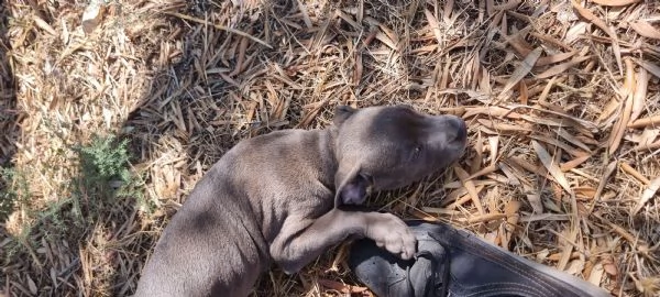 Allevamento Amstaff Blu Italia Cuccioli Bari Lecce Taranto Brindisi Foggia | Foto 0
