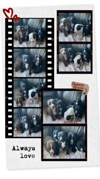 Cucciolata Amstaff in Puglia in provincia di Bari