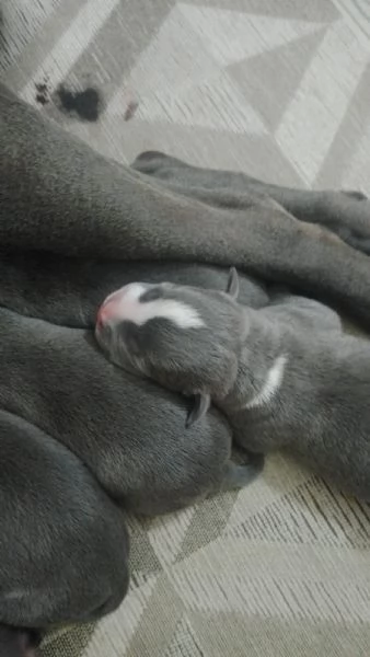 Cucciolata Amstaff Blu Puglia Campania Calabria | Foto 2