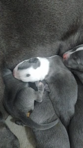 Cucciolata Amstaff Blu Puglia Campania Calabria | Foto 1