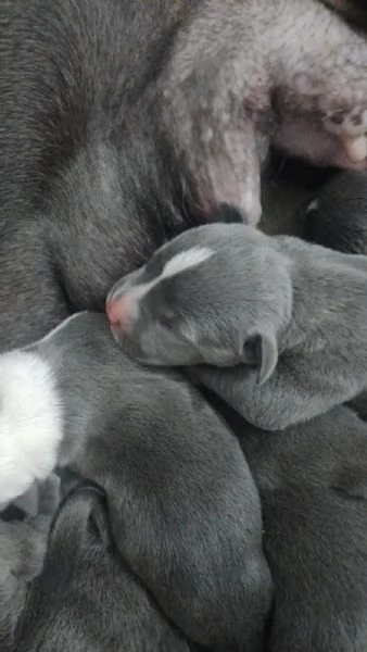 Cucciolata Amstaff Blu Puglia Campania Calabria | Foto 0
