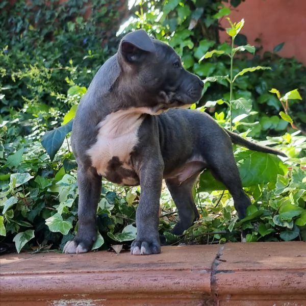 Cuccioli Amstaff con pedigree in tutta Italia  | Foto 4