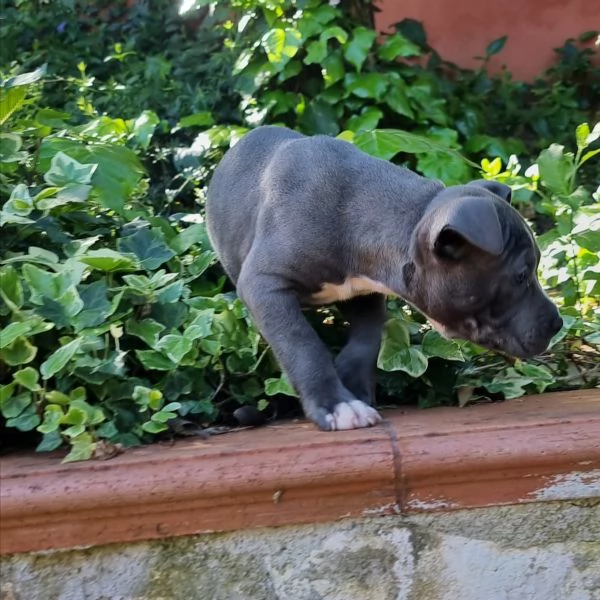 Cuccioli Amstaff con pedigree in tutta Italia  | Foto 1