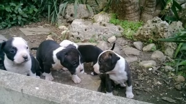 allevamento e cuccioli di amstaff in basilicata