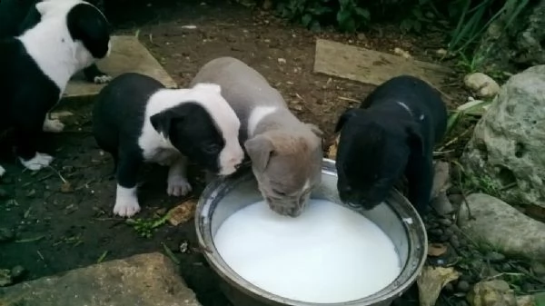 allevamento e cuccioli di amstaff in basilicata | Foto 3