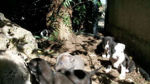 allevamento e cuccioli di amstaff in basilicata | Foto 2