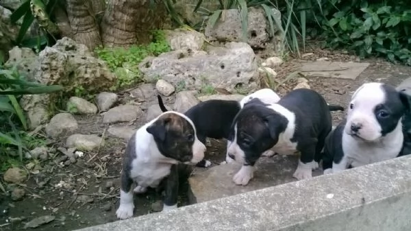 allevamento e cuccioli di amstaff in basilicata | Foto 1