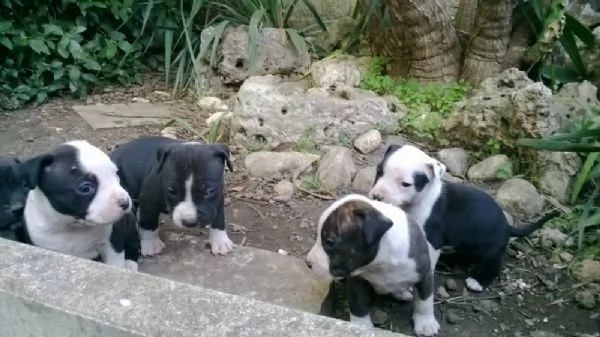 allevamento e cuccioli di amstaff in basilicata | Foto 0