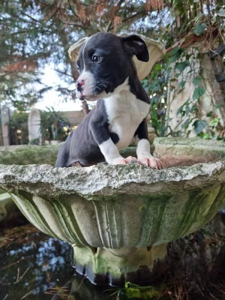 allevamento di villa selen  cuccioli amstaff puglia basilicata | Foto 6