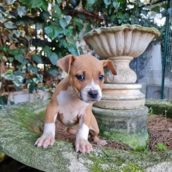 allevamento di villa selen  cuccioli amstaff puglia basilicata | Foto 5