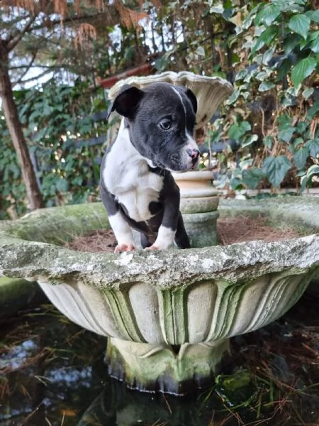 allevamento di villa selen  cuccioli amstaff puglia basilicata | Foto 4