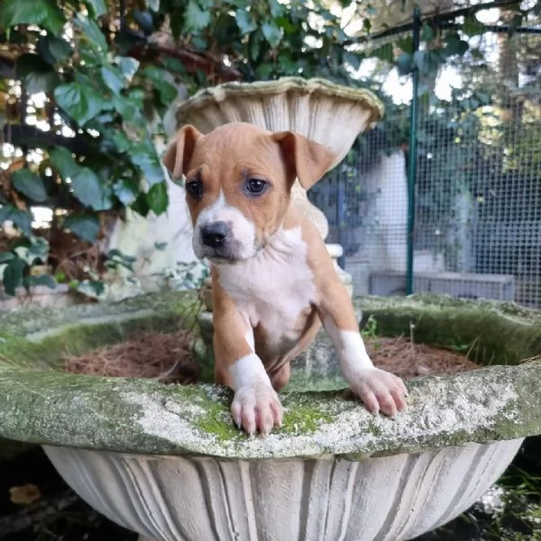 allevamento di villa selen  cuccioli amstaff puglia basilicata | Foto 3