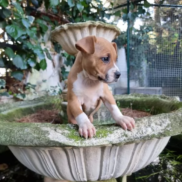 allevamento di villa selen  cuccioli amstaff puglia basilicata | Foto 2