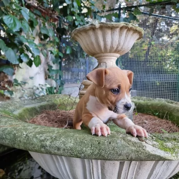 allevamento di villa selen  cuccioli amstaff puglia basilicata