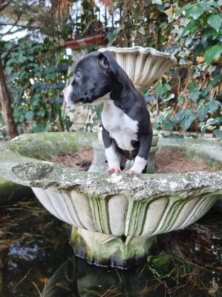 allevamento di villa selen  cuccioli amstaff puglia basilicata | Foto 1