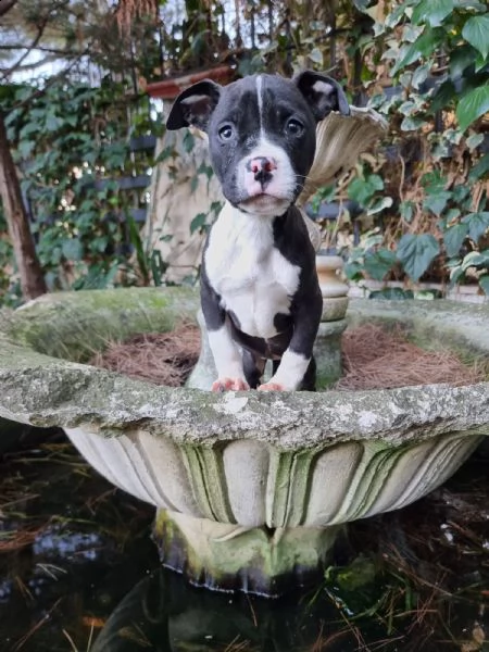 allevamento di villa selen  cuccioli amstaff puglia basilicata | Foto 0