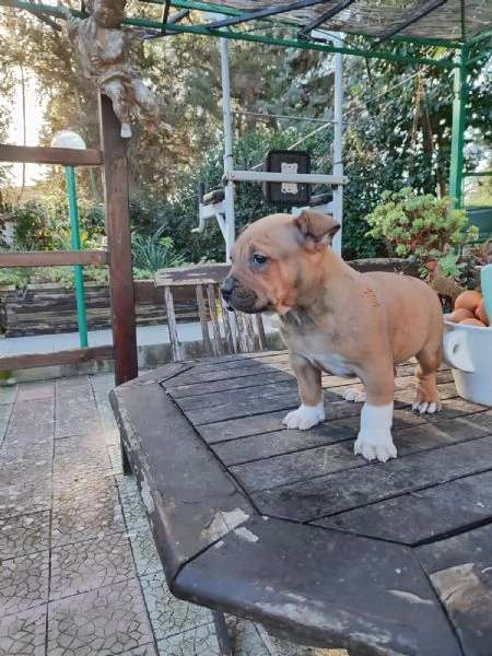 Cucciolo Amstaff con pedigree | Foto 3