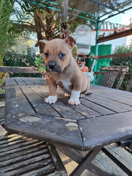 Cucciolo Amstaff con pedigree | Foto 2