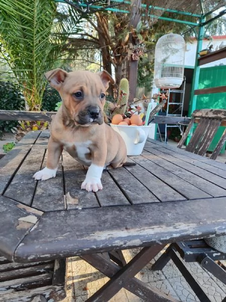 Cucciolo Amstaff con pedigree