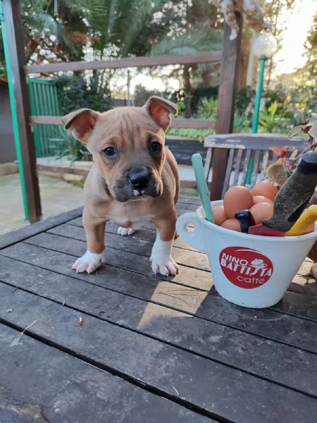 Cucciolo Amstaff con pedigree | Foto 1