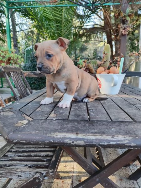 Cucciolo Amstaff con pedigree | Foto 0