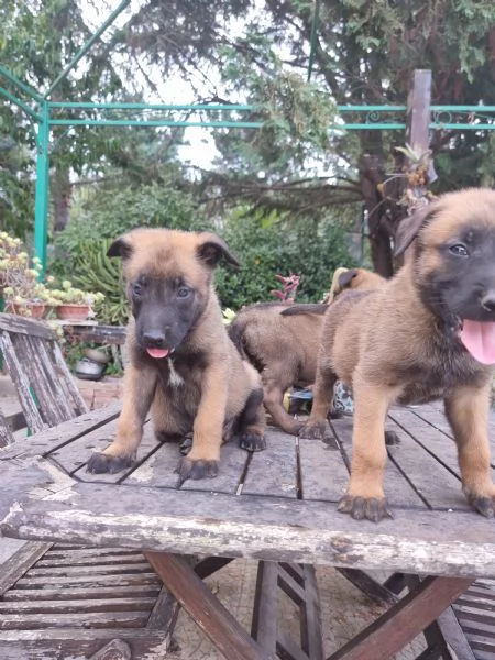 Allevamento e Cuccioli Pastore Belga Malinois Bari Lecce Taranto Brindisi Foggia | Foto 4