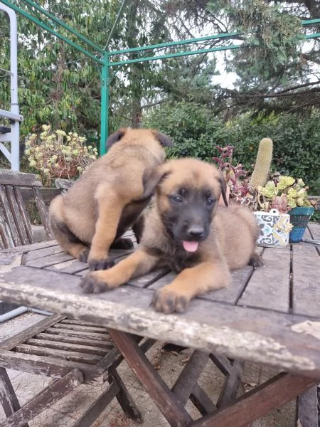 Allevamento e Cuccioli Pastore Belga Malinois Bari Lecce Taranto Brindisi Foggia | Foto 3