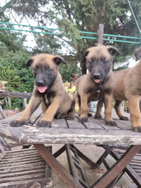 Allevamento e Cuccioli Pastore Belga Malinois Bari Lecce Taranto Brindisi Foggia | Foto 2