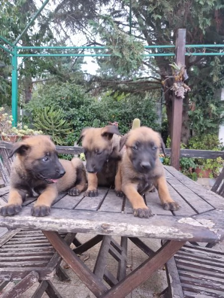 Allevamento e Cuccioli Pastore Belga Malinois Bari Lecce Taranto Brindisi Foggia