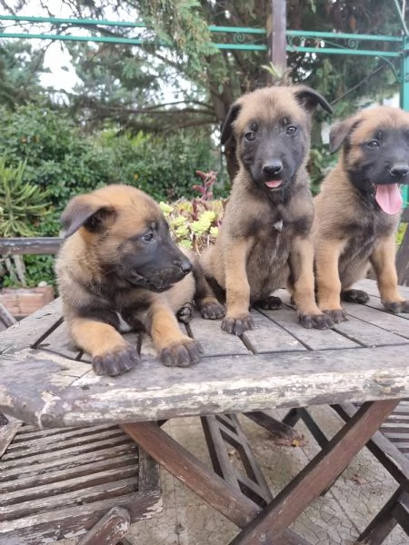 Allevamento e Cuccioli Pastore Belga Malinois Bari Lecce Taranto Brindisi Foggia | Foto 1