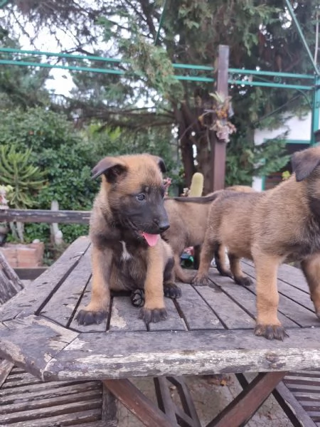 Allevamento e Cuccioli Pastore Belga Malinois Bari Lecce Taranto Brindisi Foggia | Foto 0